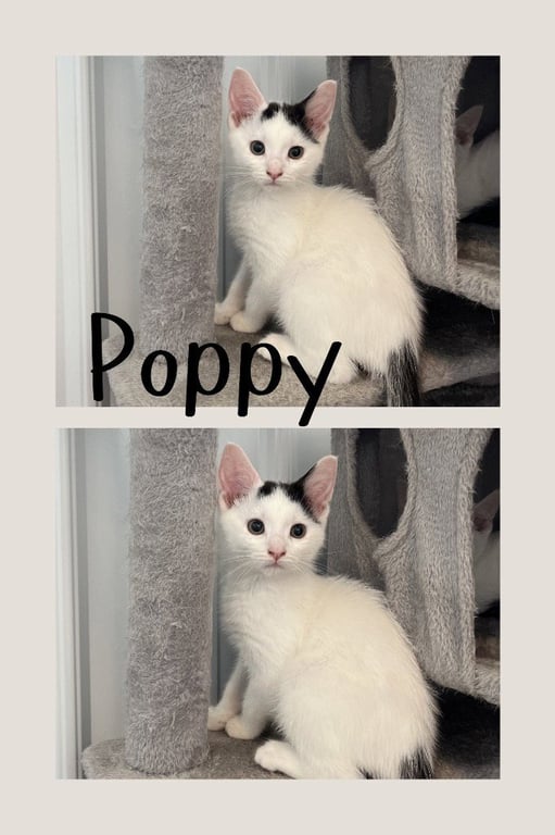 Poppy Image