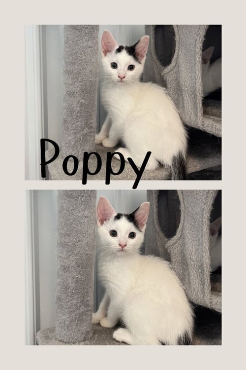POPPY - Domestic Short Hair for adoption in Fort Wayne