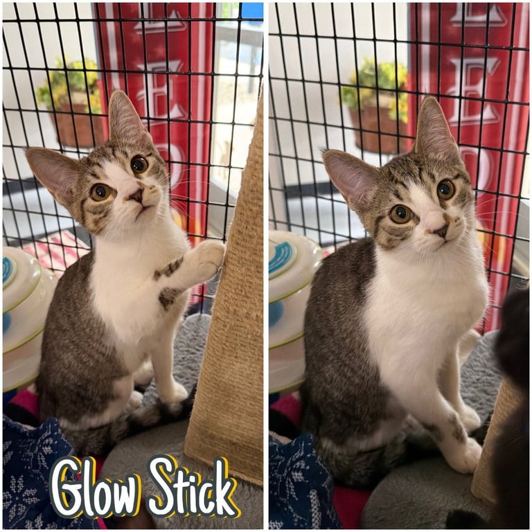 Glow Stick Image