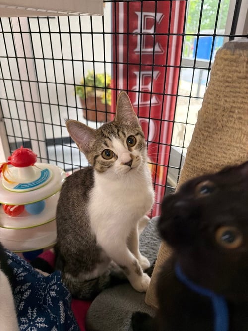 GLOW STICK - Domestic Short Hair available for adoption