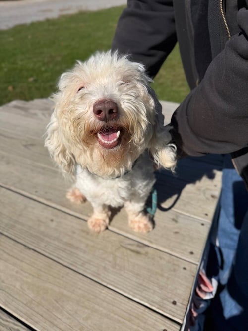 CHARLIE - Maltese available for adoption
