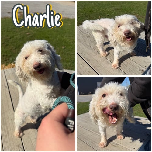 CHARLIE - Maltese available for adoption