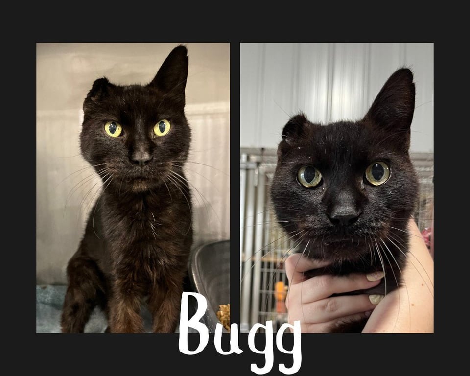 Eli (Bugg) Image