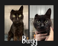 Eli (Bugg) - Photo 1