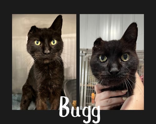 ELI (BUGG) - Domestic Short Hair available for adoption