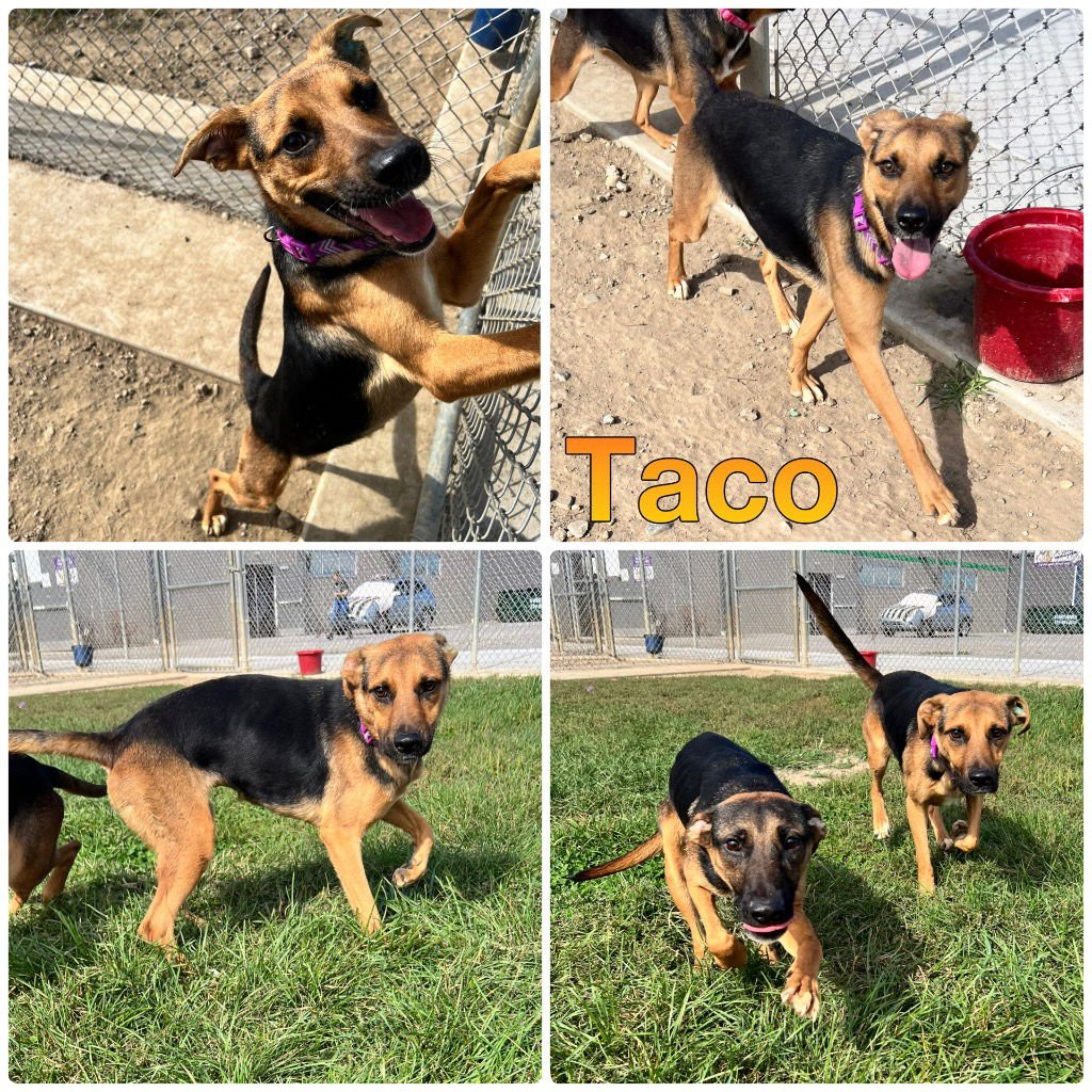 TACO - German Shepherd Dog available for adoption