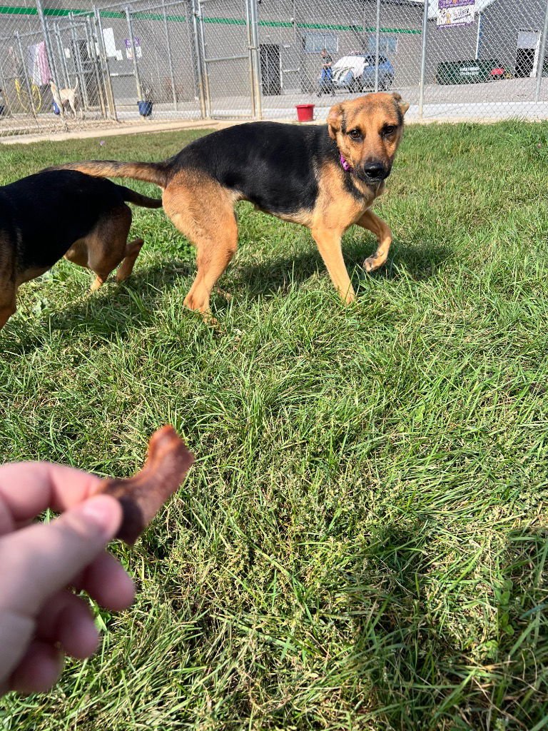 TACO - German Shepherd Dog available for adoption