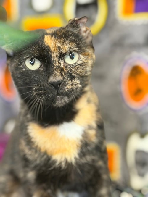 CRINKLE FRIES - Domestic Short Hair available for adoption