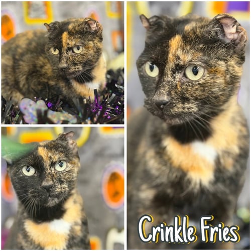 CRINKLE FRIES - Domestic Short Hair available for adoption
