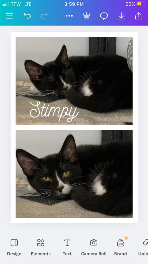 STIMPY - Domestic Short Hair available for adoption