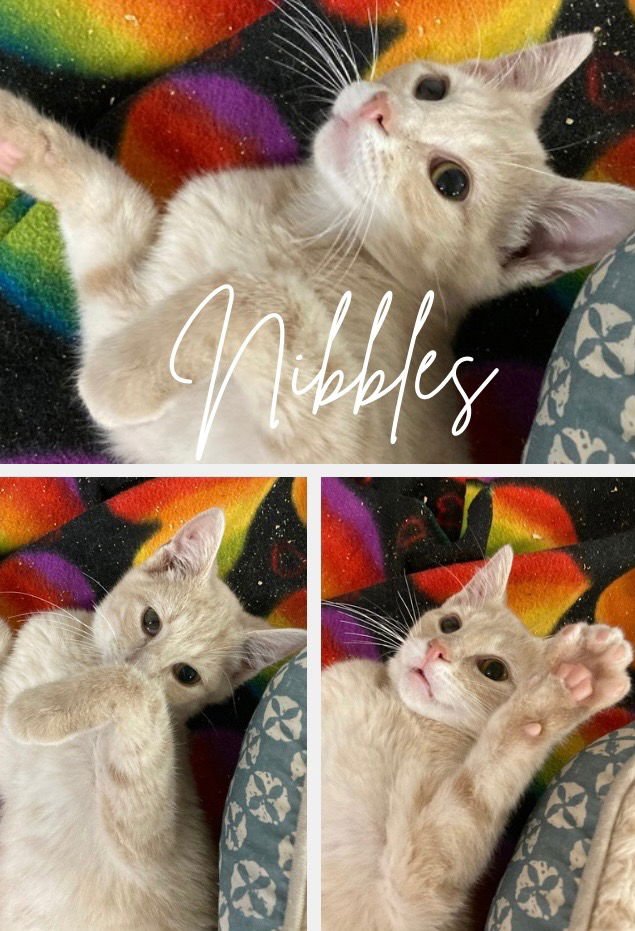 NIBBLES - Domestic Short Hair available for adoption
