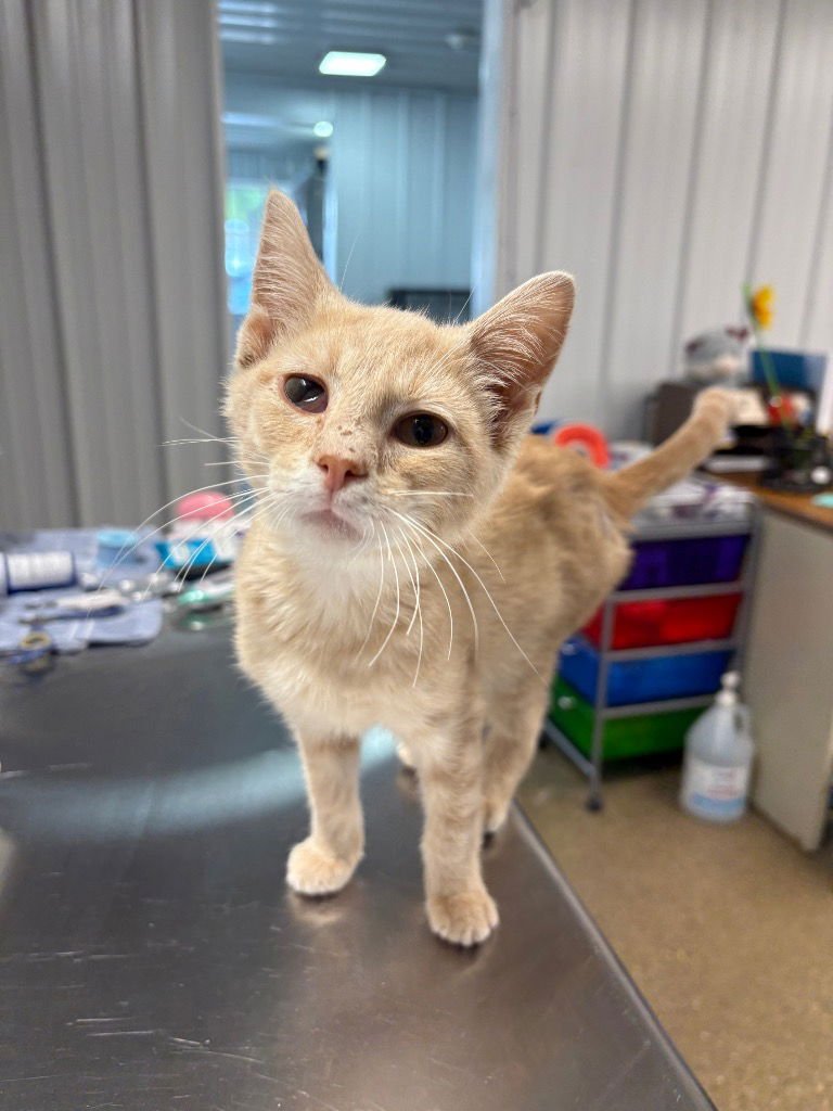 NIBBLES - Domestic Short Hair available for adoption