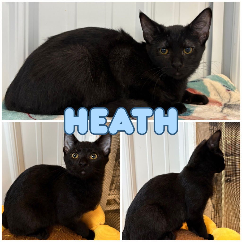 HEATH - Domestic Short Hair available for adoption