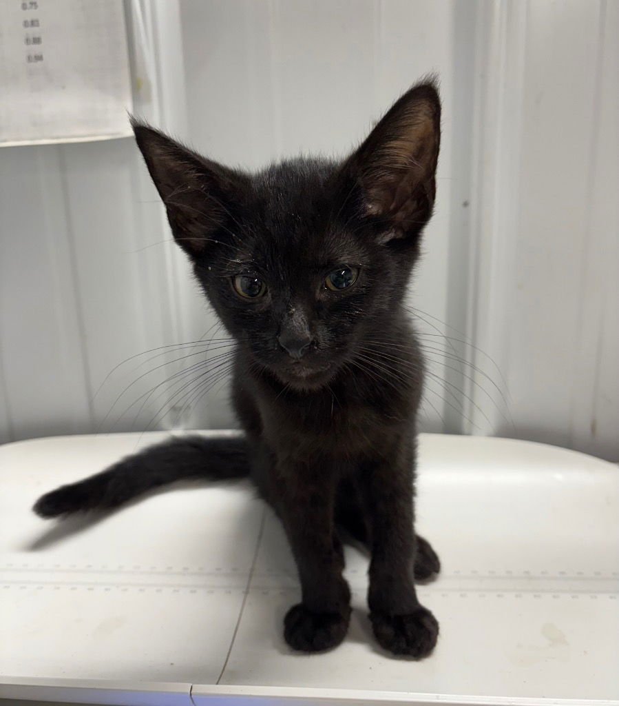 HEATH - Domestic Short Hair available for adoption