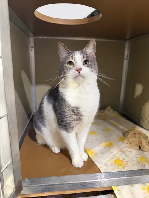 AURORA - SPONSORED - Domestic Short Hair available for adoption