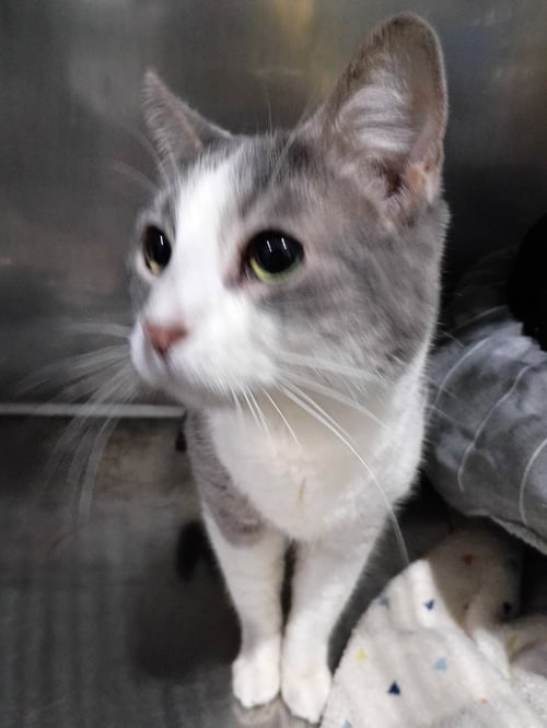 AURORA- SPONSORED - Domestic Short Hair available for adoption