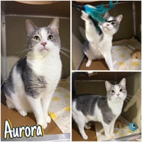 Aurora - SPONSORED - Photo 1