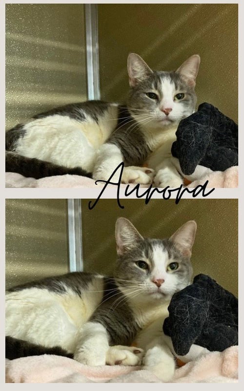AURORA- SPONSORED - Domestic Short Hair available for adoption