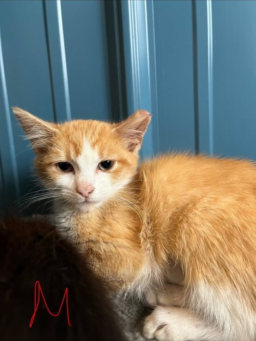 SYCAMORE - Domestic Short Hair available for adoption