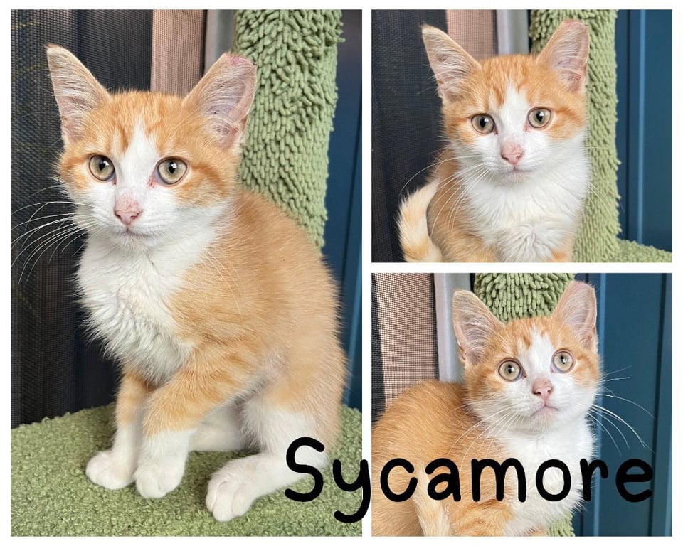 Sycamore Image