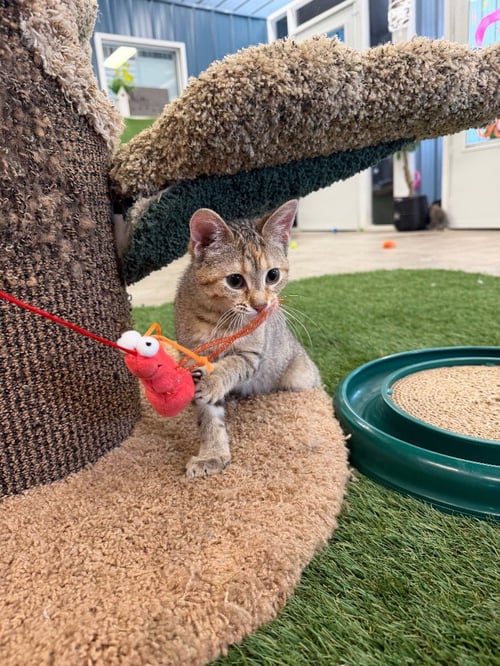 FABULOSO- WAIVED FEE - Domestic Short Hair available for adoption