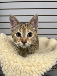 Fabuloso- WAIVED FEE - Photo 4