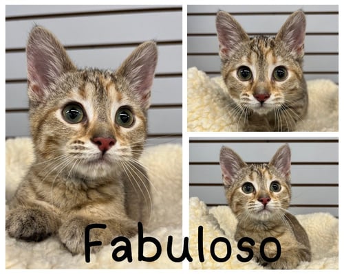 FABULOSO - Domestic Short Hair available for adoption