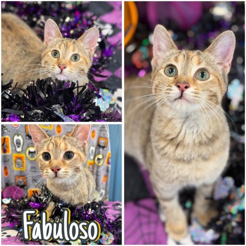 FABULOSO - WAIVED FEE