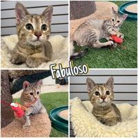Fabuloso- WAIVED FEE - Photo 1