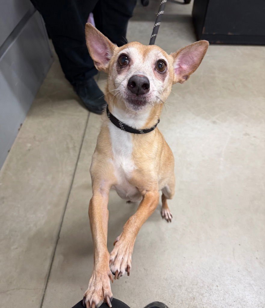 MONTY - Chihuahua available for adoption