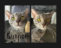 Gunner - Photo 1