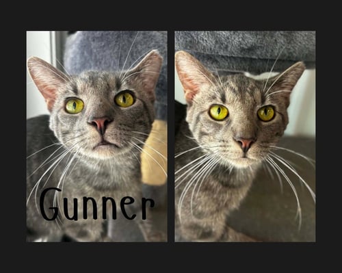 GUNNER - Domestic Short Hair for adoption in Fort Wayne