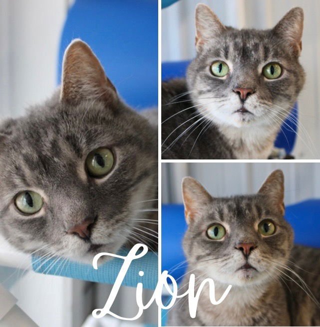 ZION - Domestic Short Hair available for adoption