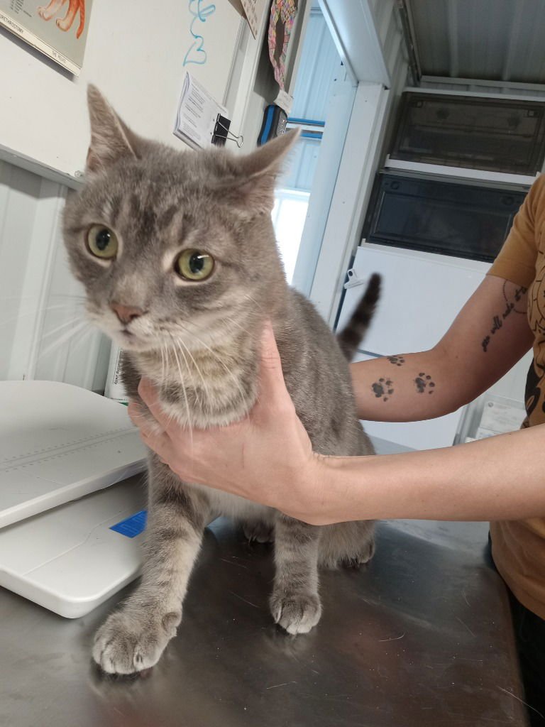 ZION - Domestic Short Hair available for adoption