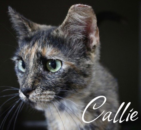 Callie Image