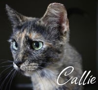 Callie - Photo 1