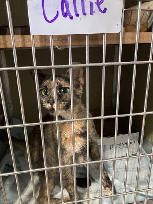 CALLIE - Domestic Short Hair available for adoption