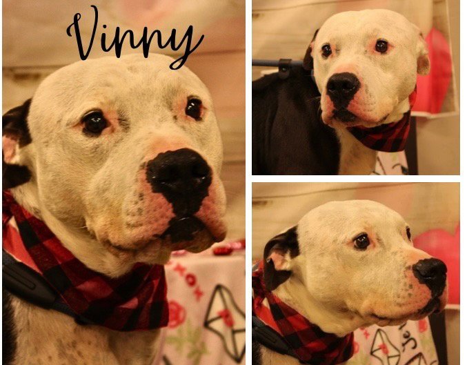 Vinny Fee Waived Image