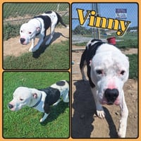 Vinny Fee Waived - Photo 2