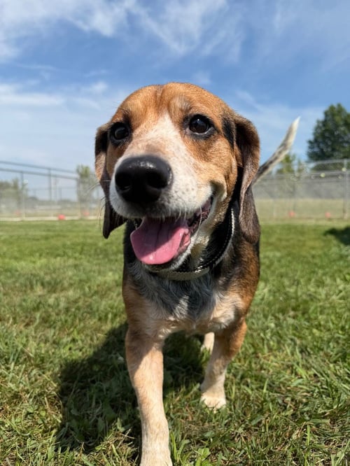 DOM - Beagle available for adoption