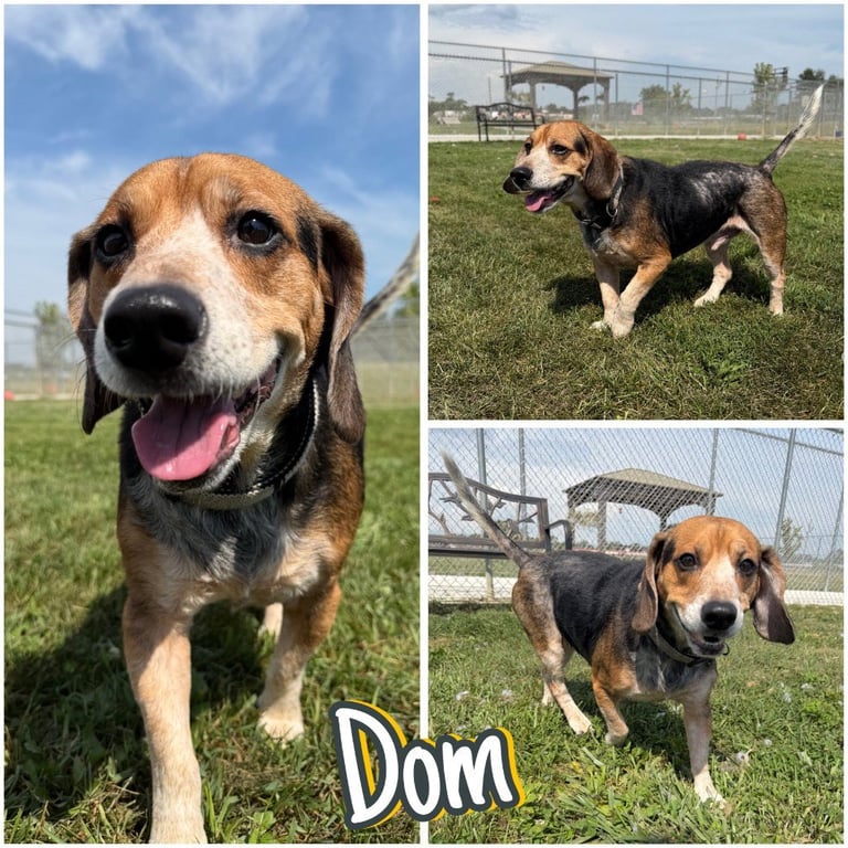 Dom Image