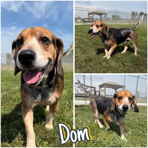 DOM - Beagle available for adoption