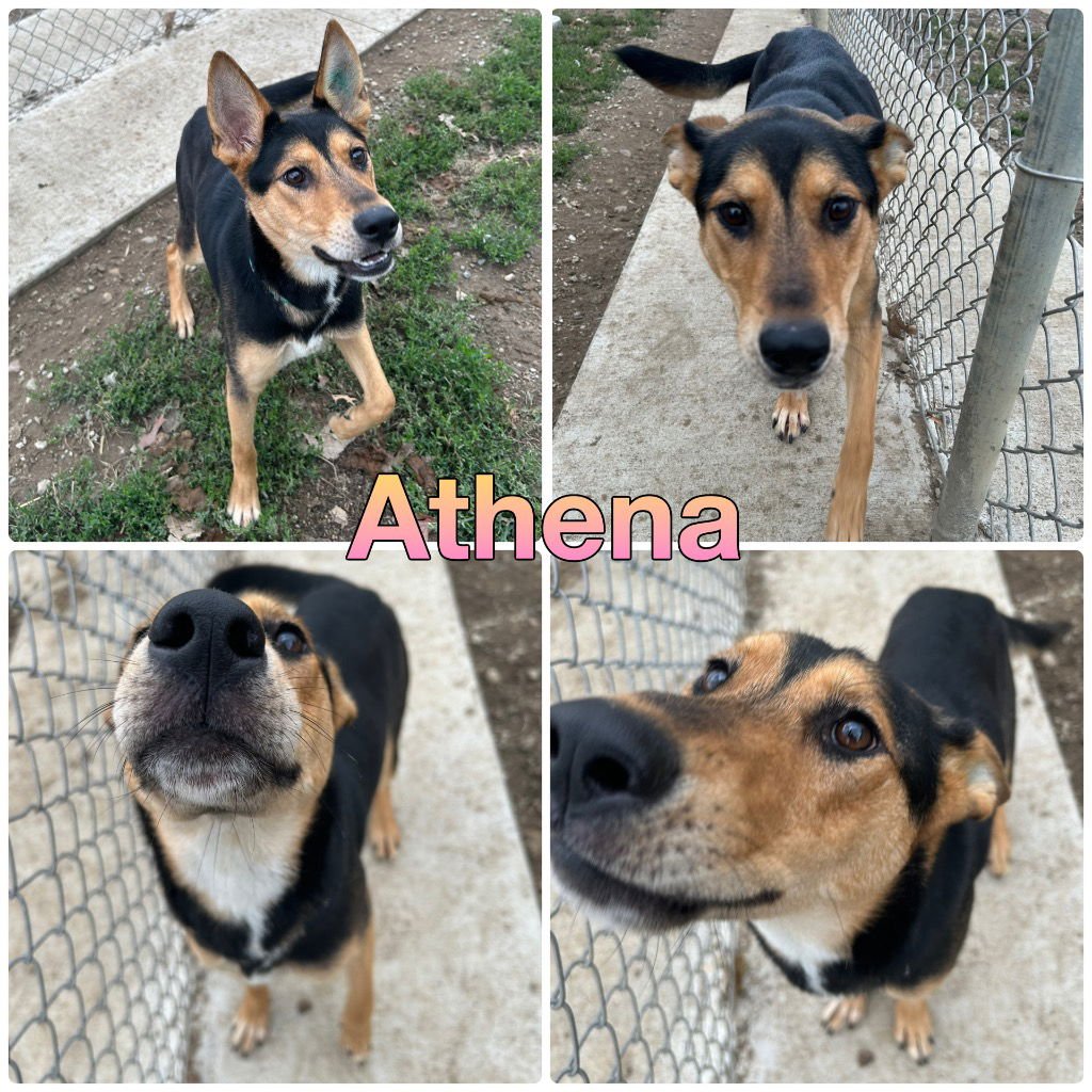 ATHENA - German Shepherd Dog available for adoption