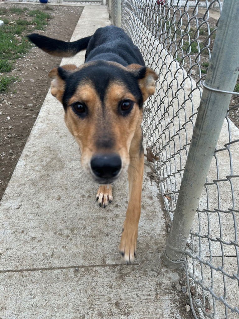 ATHENA - German Shepherd Dog available for adoption