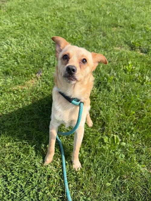 FLUFFY - Chihuahua available for adoption