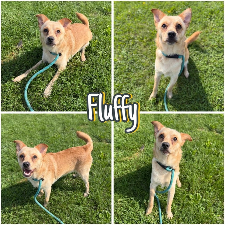 Fluffy Image