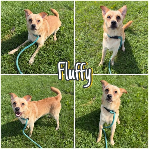 FLUFFY - Chihuahua available for adoption