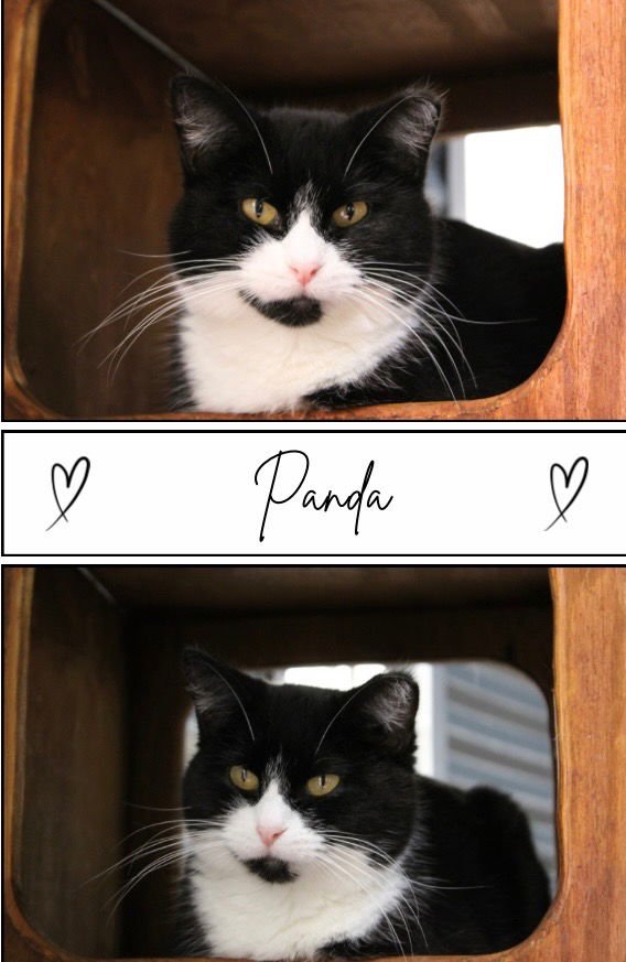 PANDA - LONG TERM 9*9*25- SILO - Domestic Short Hair available for adoption