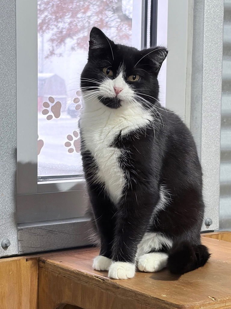 PANDA - LONG TERM 9*9*25- SILO - Domestic Short Hair available for adoption