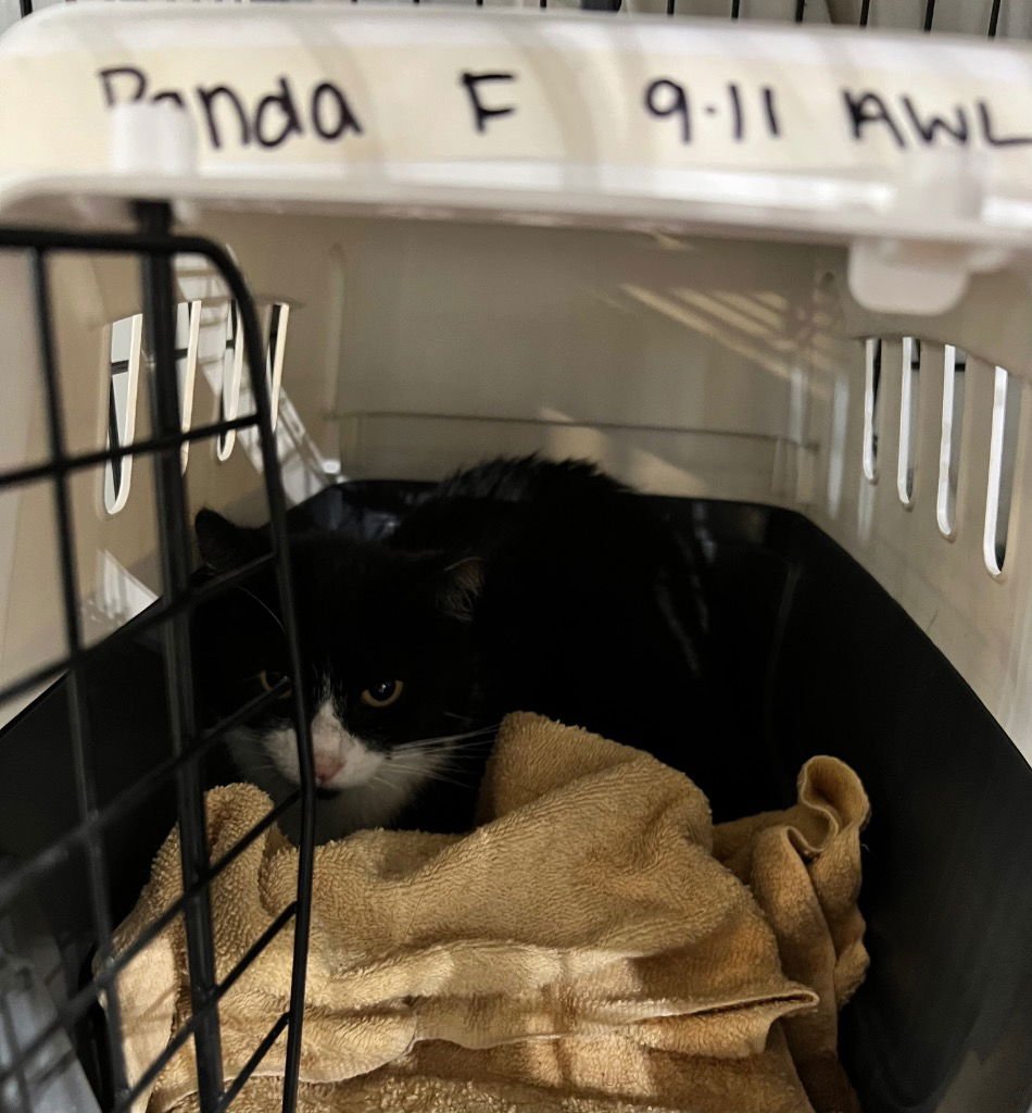 Panda - LONG TERM 9*9*25- silo - Photo 4